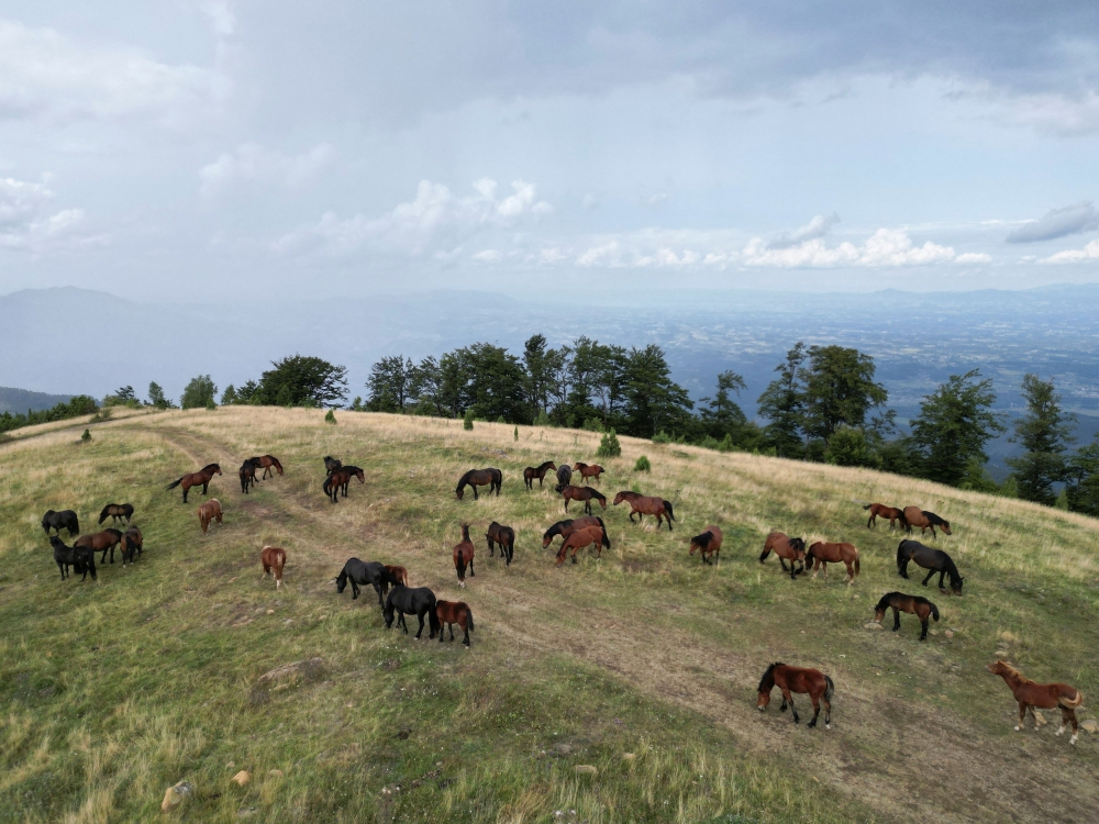 Wild horses roam on the mountain Stolovi in Serbia, August 31, 2023. — eNM pic
