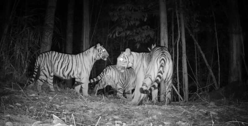 National Wildlife Forensic Lab to serve as Centre of Excellence for tiger conservation, says Nik Nazmi – eNews Malaysia