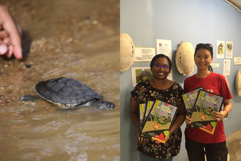 A river terrapin hatchling being released into the river (left) and Shepherd and Chen at the TCS Terrapin Conservation Centre in Kemaman, Terengganu, —  Pictures courtesy of Vera Nieuwenhius and TCS