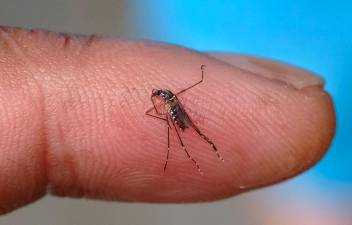 Dengue cases till Dec 16 record 89.3 % rise – Health DG – eNews Malaysia