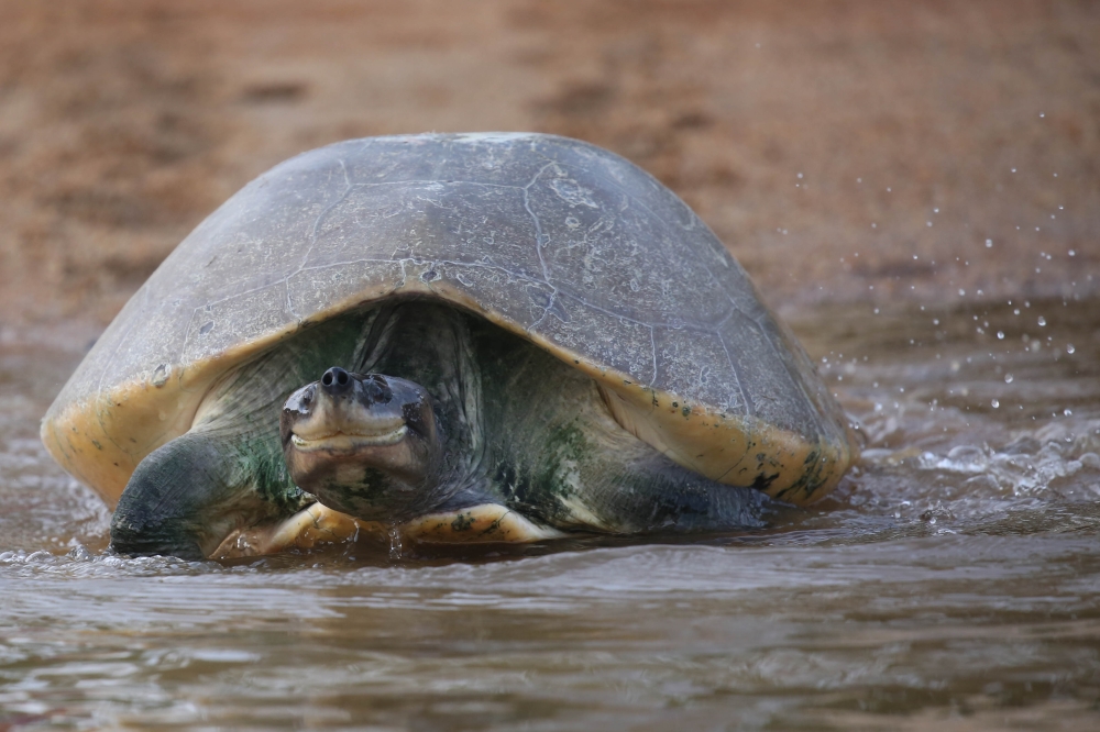 A smiling adult river terrapin, also known as tuntung sungai, at the Kemaman River, Terengganu. — Picture courtesy of Vera Nieuwenhuis
