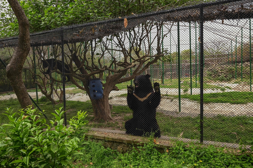 Rescued Asian black bears are pictured at an enclosure at the Margallah Wildlife rescue centre. — eNM pic