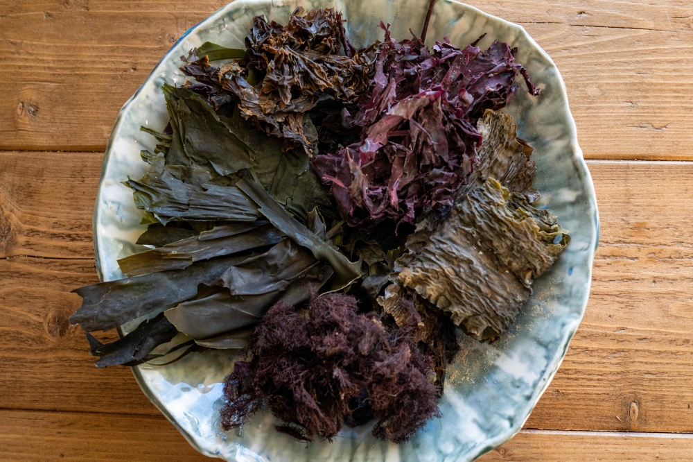 This photograph taken on March 4, 2024, shows a mix of seaweeds after being dehydrated before delivery, in Napp,  near Flakstad, in Lofoten Islands. — eNM pic