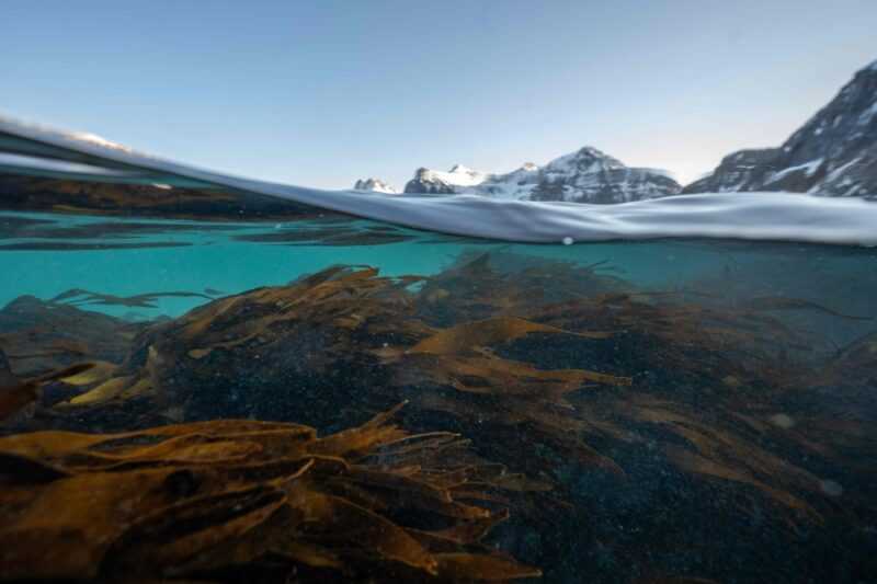 This photograph taken on March 4, 2024, shows Fingertare seaweeds at high tide in a fjord surrounded by Atlantic ocean and snowy fjords in Vareid, near Flakstad, in Lofoten Islands. — eNM pic