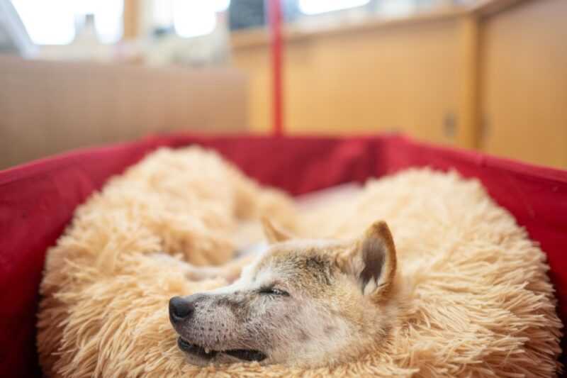This picture taken on March 19, 2024 shows Japanese shiba inu dog Kabosu, best known as the logo of cryptocurrency Dogecoin, taking a rest at the office of her owner Atsuko Sato after playing with children at a kindergarten in Narita, Chiba prefecture, east of Tokyo. Her fluffy face now frail, Kabosu still flashes the enigmatic smile that made her the go-to meme dog for millennials and inspired a US$23 billion cryptocurrency beloved by Elon Musk. — eNM pic