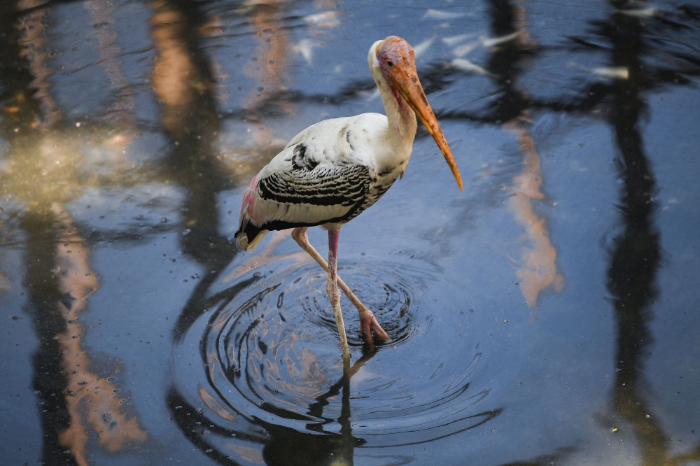 A multi-colored Stork rests in a makeshift pond at the Manila Zoo on April 30, 2024, amidst a heat wave. — eNM pic