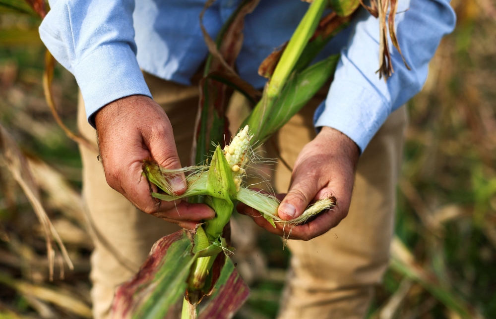 Fernando Flores, entomologist at the National Institute of Agricultural Technology (INTA), checks corn affected by leafhoppers on an INTA'S experimental field, in Marcos Juarez, Cordoba, Argentina April 20, 2024.  — eNM pic  