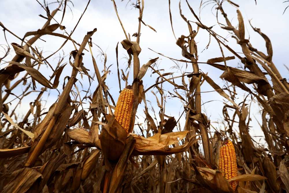 Corn plants affected by leafhoppers are pictured on a National Institute of Agricultural Technology (INTA) experimental field, in Marcos Juarez, Cordoba, Argentina April 20, 2024. — eNM pic  
