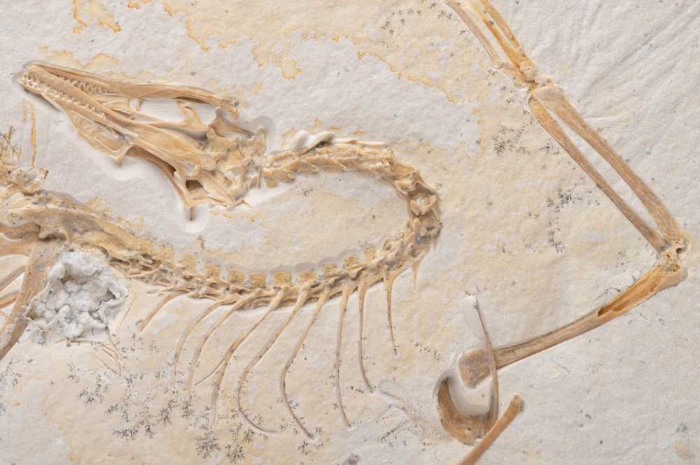 Fossilised bones of the neck, head and one wing of the ancient bird Archaeopteryx are seen at the Field Museum in Chicago in this undated handout photograph. — Picture by Delaney Drummond/Field Museum/Handout via eNM