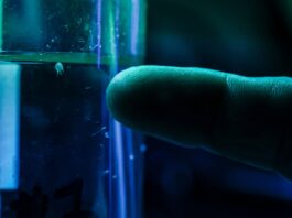 This photo taken on April 8, 2024 shows James Cook University associate professor and toxicologist Jamie Seymour pointing to an Irukandji jellyfish in a container located in his work shed in the Queensland city of Cairns. — eNM pic