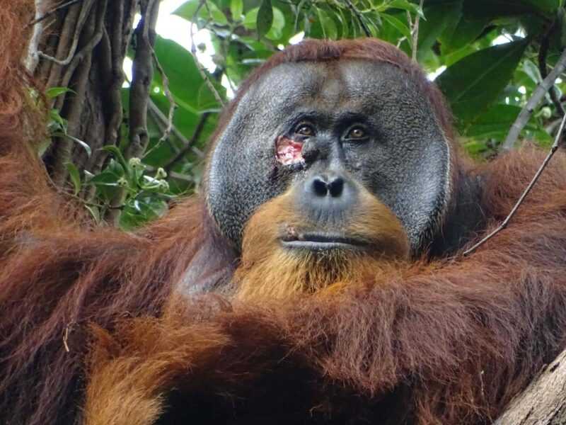 This handout photo released by SUAQ Foundation on June 23, 2022, shows Rakus, a male orangutan with a facial wound, at Gunung Leuser National Park in North Sumatra, Indonesia. Scientists have observed an orangutan applying medicinal herbs to a face wound in an apparently successful attempt to heal an injury, the first time such behaviour has been recorded. — SUAQ Foundation handout pic via eNM