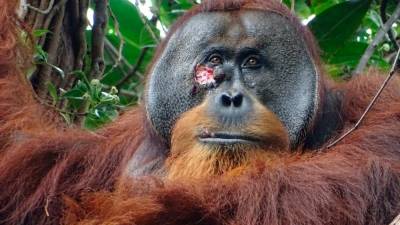 Orangutan’s ability to treat wound baffle scientists in the world’s first observed case – eNews Malaysia