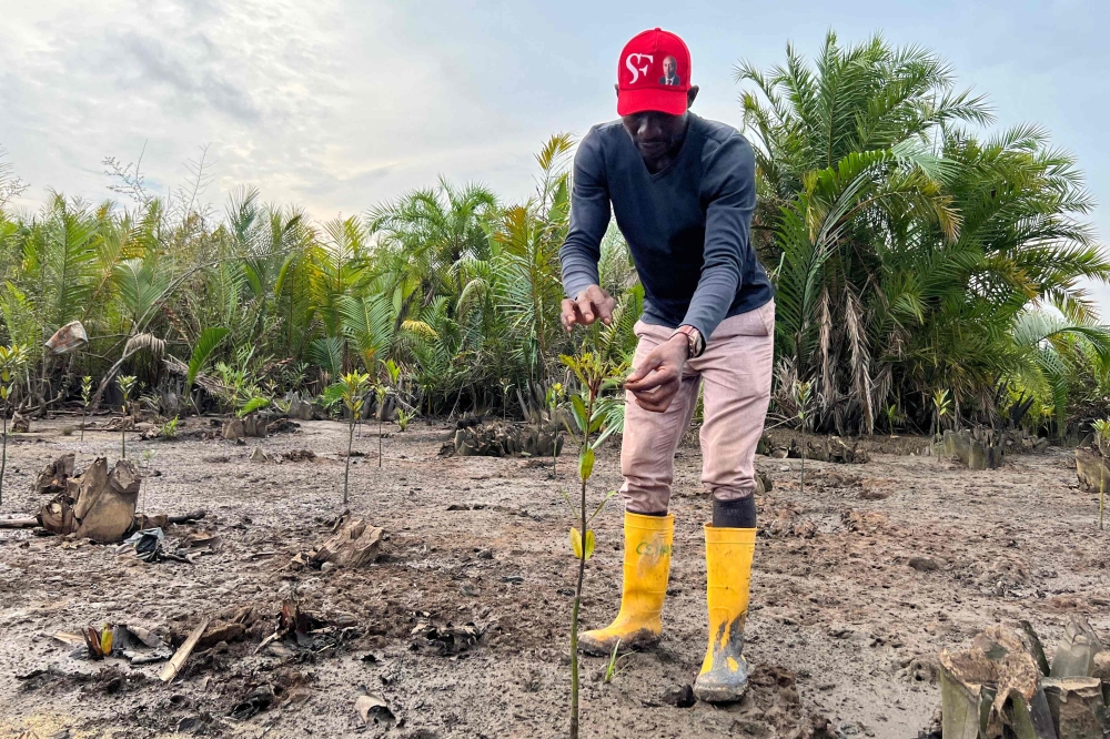 Colin Love, Kono village farmer, plants a mangrove stem at the restoration site in Kono village June 11, 2024. — eNM pic