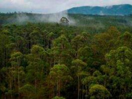 3.2m hectares of natural forests at risk – eNews Malaysia
